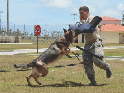 police de chien