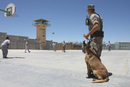 Race de chiens policiers