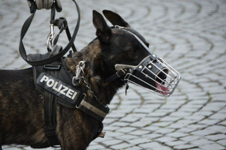 treinar cães policiais