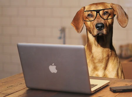 tipos de inteligência canina