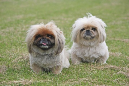 Pekingese