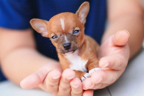 Chihuahua smallest dog in the world