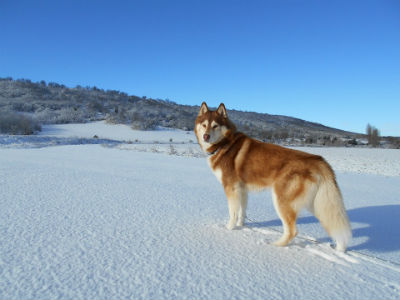 Husky siberiano