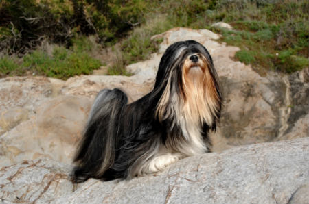 Cuidados com Lhasa Apso