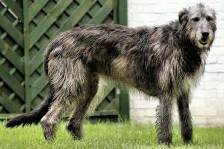 wolfhound irlandês