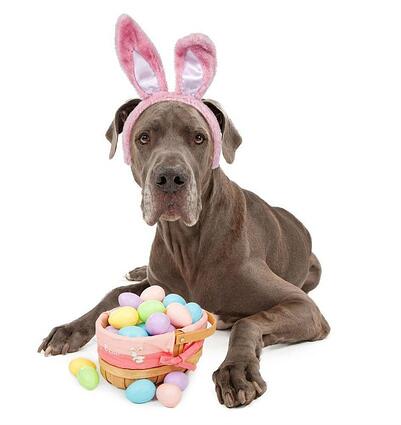 easter eggs and dogs