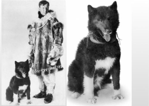 famous dog balto