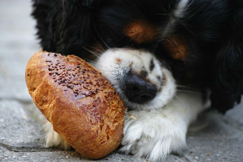 tipo de pan para perros