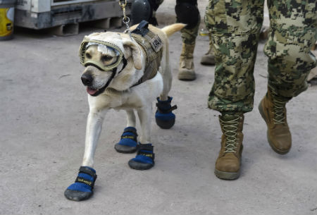 polícia do golden retriever