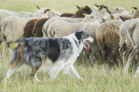 profissão de cão pastor