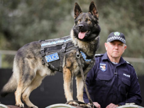 profissão cães policiais