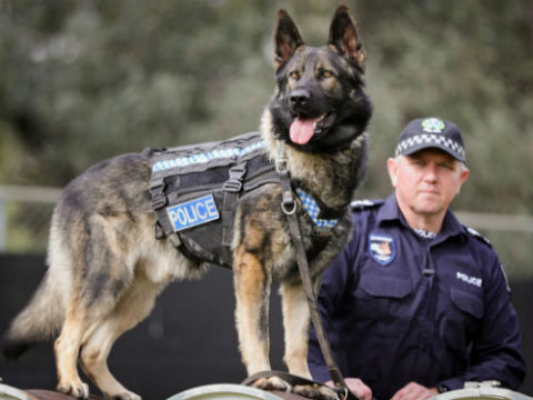 Profession des chiens de police