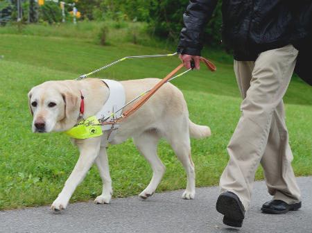 therapy dog