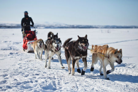 official sled dogs
