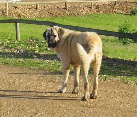 origin of the lion mastiff