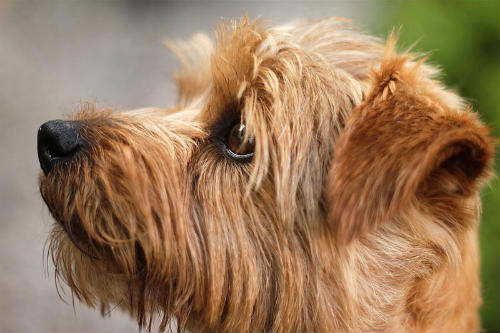 cachorro norfolk