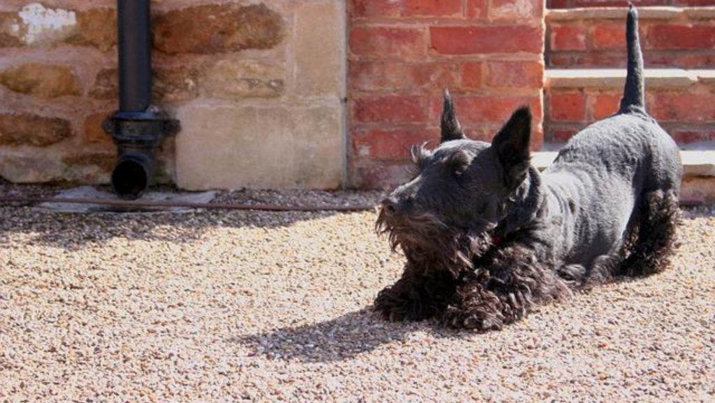 Origin of the Scottish terrier or Scottish Terrier