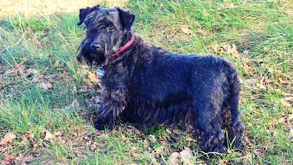 Origen terrier checo