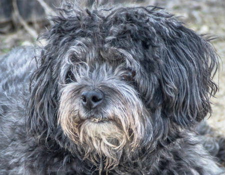 Bergamasco breed