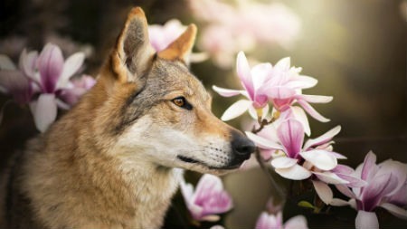 Prix ​​de chien de loup tchécoslovak