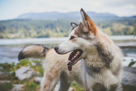 adiestrar Perro lobo de Saarloos