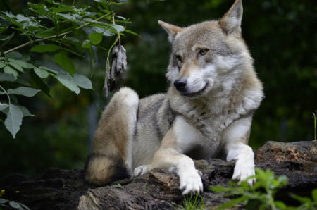 Chien de loup arbol