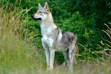 Saarloos wolfdog