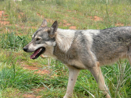 Cão-lobo de Saarloos