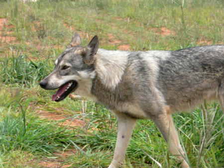 Saarloos wolfdog