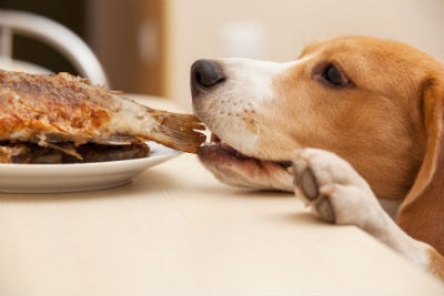 10 tips for anxious dogs about food