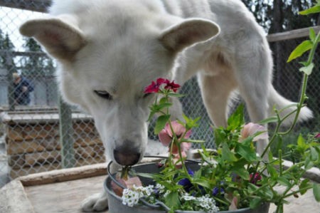 Symptoms of plant poisoning in dogs