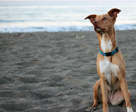 training of the canary hound