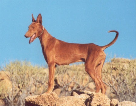 adote um cão de caça