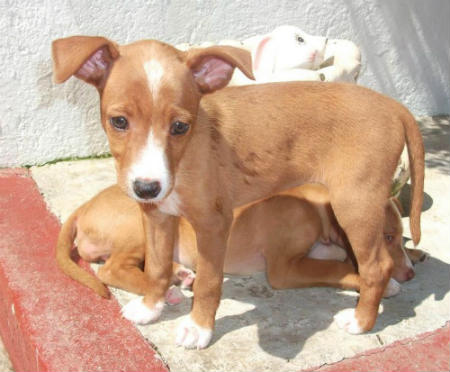 Chiots de podéco canarien