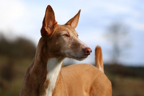 cão canário