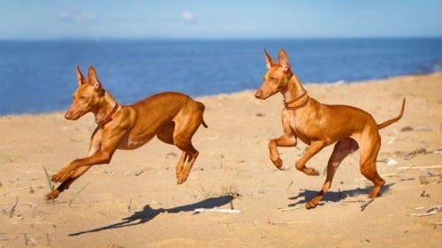 podenco canario