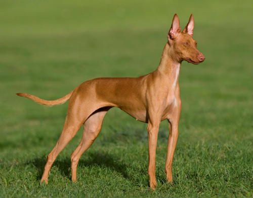 criar podenco