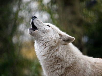 Dog breeds that howl the most