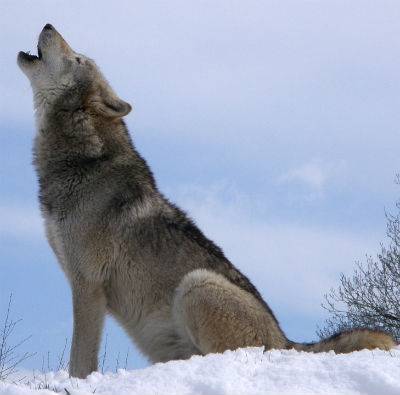 howling Wolf