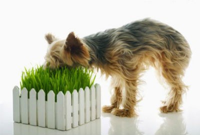 When dogs eat grass
