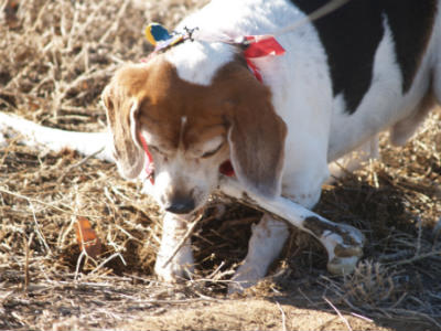 Le chien cache la nourriture