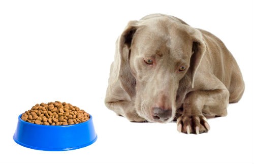 perdida de apetito en perros