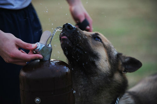 perro bebe demasiada agua