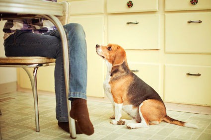 Por que meu cachorro me segue em todos os lugares? – Lobo Azul