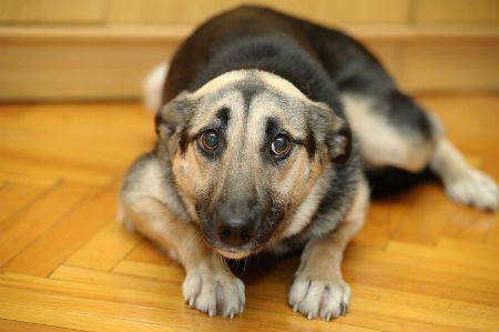 causa tremores em cães