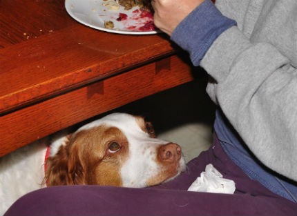 prevent your dog from asking for food at the table