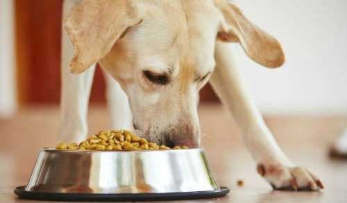 why does my dog ​​eat fast