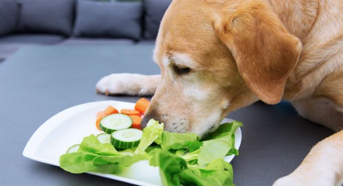 Légumes toxiques pour chiens