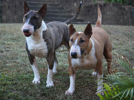 Bulldog et croix terrier