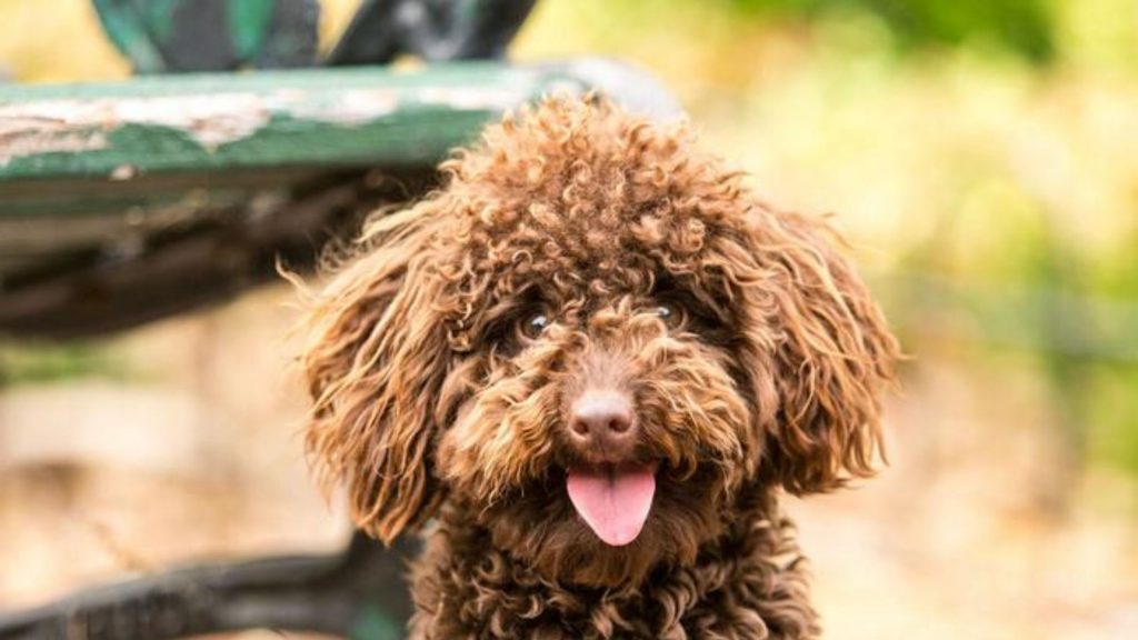 Saúde Labradoodle